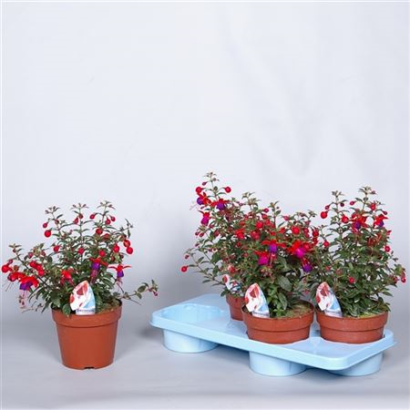 Fuchsia Jollies Nantes Rood-blauw