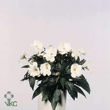 Impatiens Ng Wit (grower)