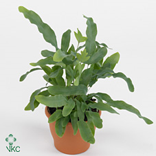 Phlebodium Aureum Blue Star