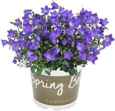 Campanula Spring Bell 10/25