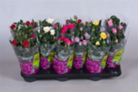 Rosa Parade Mix (grower)