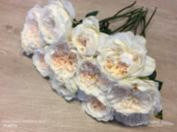 Rose Austin Purity 50 sm