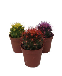 Echinocactus Painted 15/20