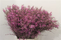 Ginestra 400gr Rose Pbs