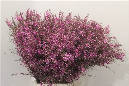 Ginestra 400gr Rose Pbs