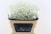 Gypsophila Ecuador X25