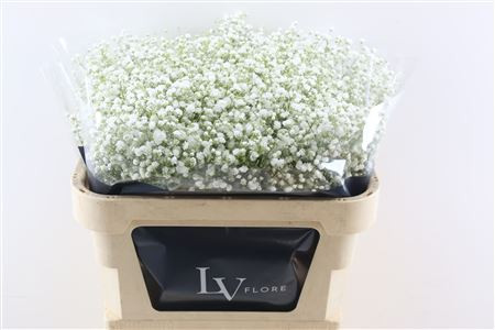 Gypsophila Ecuador X25