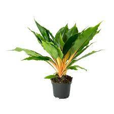Chlorophitum Mix  9/18