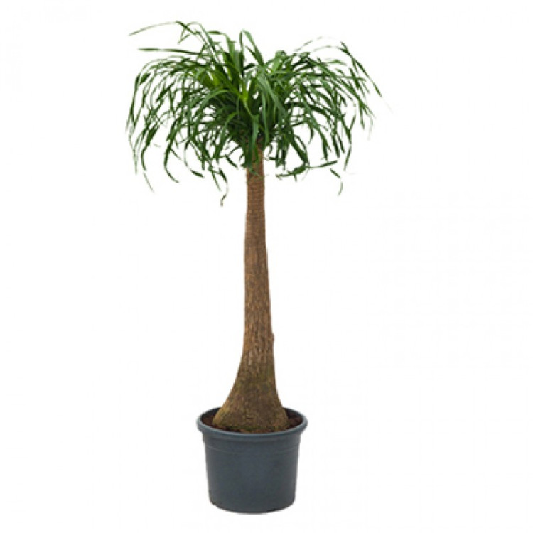 Beaucarnea Budget Rechte Stam 24/80