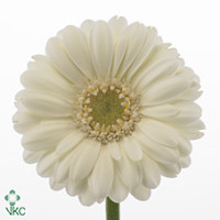 Gerbera Mini Albino X30 Holland