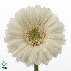 Gerbera Mini Albino X30 Holland