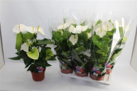 Anthurium Samora 17/65