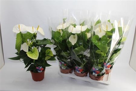 Anthurium Samora 17/65