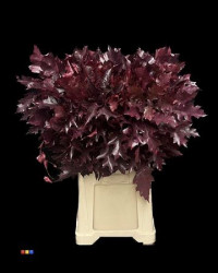 Eikeblad Frosted Cerise 80 sm