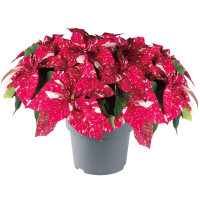 Euphorbia Alaska 12/50