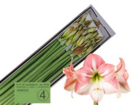 Eustoma Alissa Peach 70 см Holland