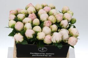 Paeonia Mother Choice X10 Holland