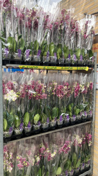 Phal 2-tak Wild-Cat VG 12/60