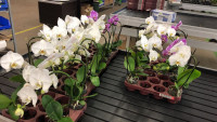 Phal A2 Swan Mix  7/35