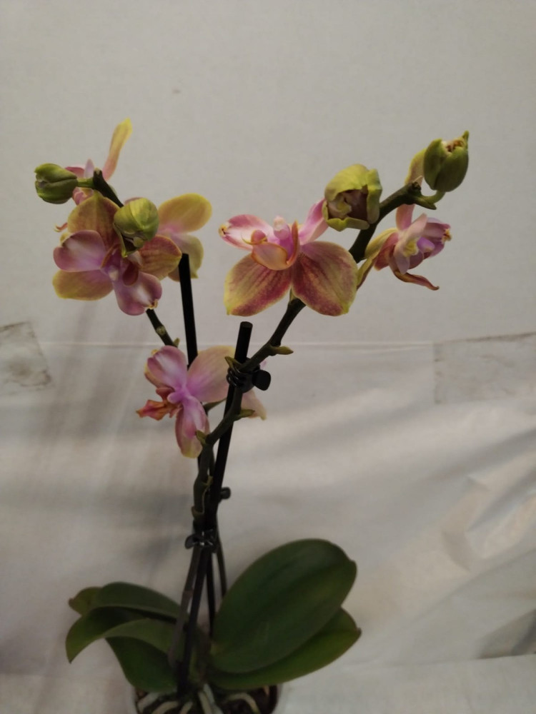 Phal 2-tak Mutatie 12/45