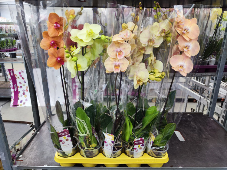 Phal 2-tak Phalaenova Yellow Pink 12/65