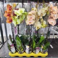 Phal 2-tak Phalaenova Yellow Pink 12/65 - IMG-20230710-WA0035