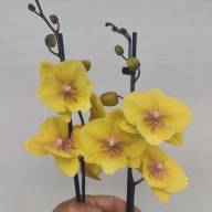 Phal 2-tak Phalaenova Yellow Pink 12/65 - IMG-20240619-WA0008