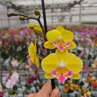 Phal 2-tak Phalaenova Yellow Pink 12/65 - IMG-20241009-WA0010 (1)