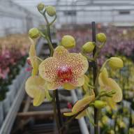 Phal 2-tak Phalaenova Yellow Pink 12/65 - IMG-20250120-WA0045