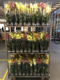Phal 2-tak Mimesis Yellow  12/70