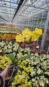 Phal 1-tak Yellow BigLip 12/65