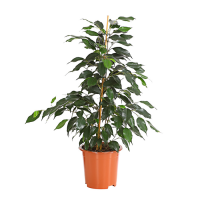 Ficus Benjamin Danielle 17/70