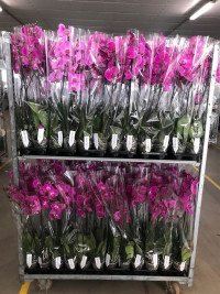 Phal 1/2-tak A2 Vandanopsis Opti-flor