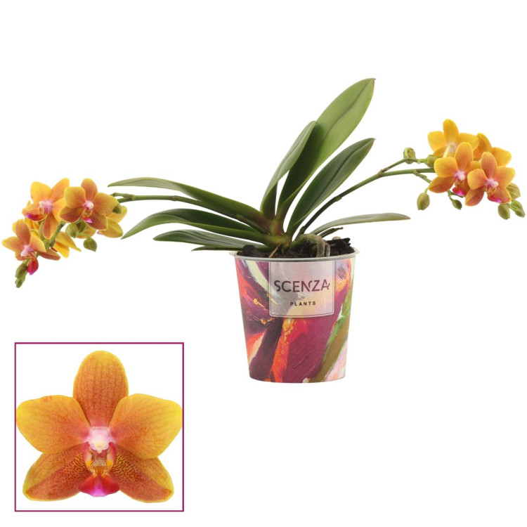Phal Wild Cat Mutatie 12/45