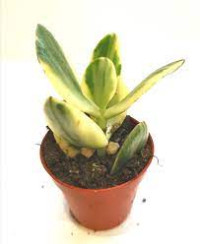 Crassula Coccinea 11/20