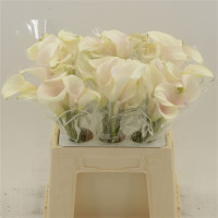 Zantedeschia S Capt Solo X10 Holland