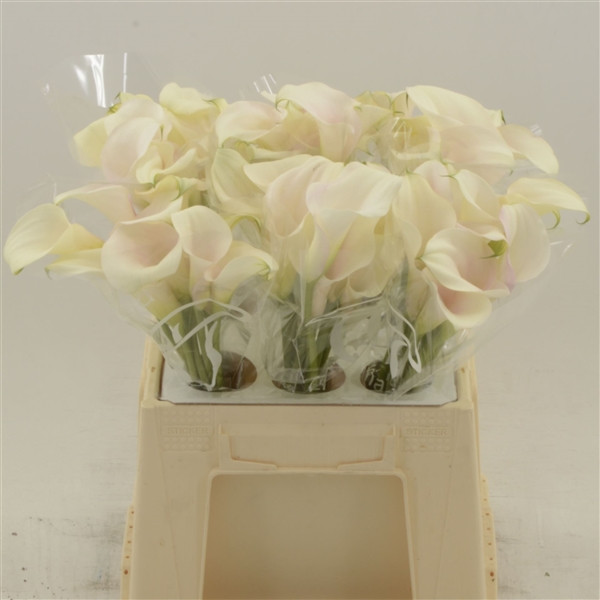 Zantedeschia S Capt Solo X10 Holland