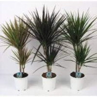 Dracaena Marginata 27/170