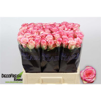 Rose Salimia 60 sm