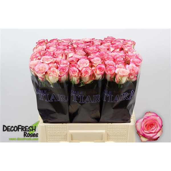 Rose Salimia 60 sm