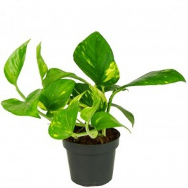 Epipremium Aureum 15/35