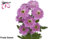 Chr T Prada Sweet
