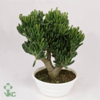 Crassula Ovata