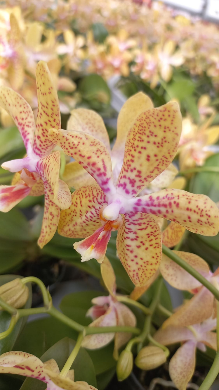 Phal A2 1/2-tak Opti-flor Mix 12/80