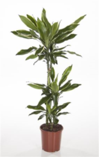 Dracaena Fragrance 3pp