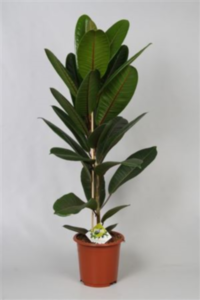 Ficus America Tresor (grower)