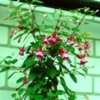 Fuchsia Paula Jane (clock)