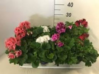 Pelargonia Pelt 510/20