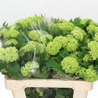 Viburnum Roseum
