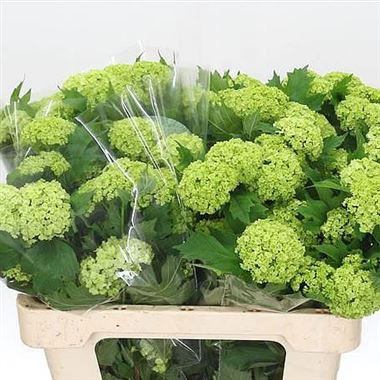 Viburnum Roseum